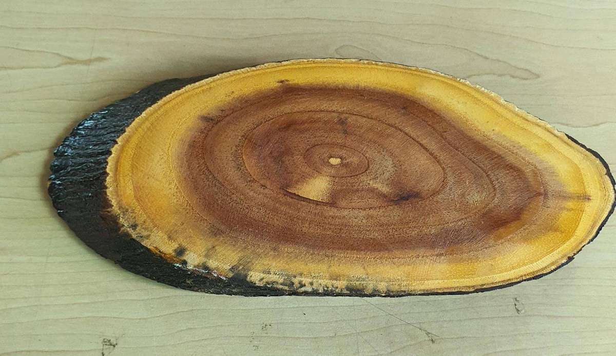 Painting on wood stump Lost Africa