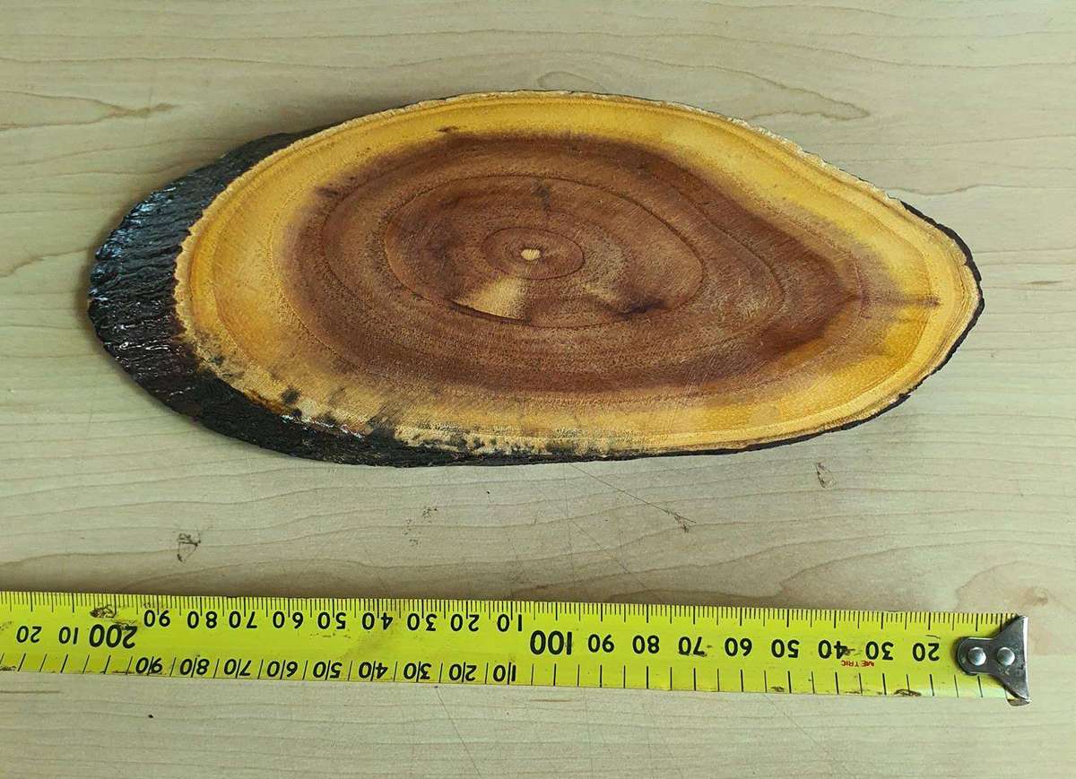 Painting on wood stump Lost Africa