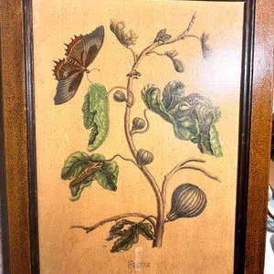 Vintage 1960s Collectible Botanical Artwork Print on Wood