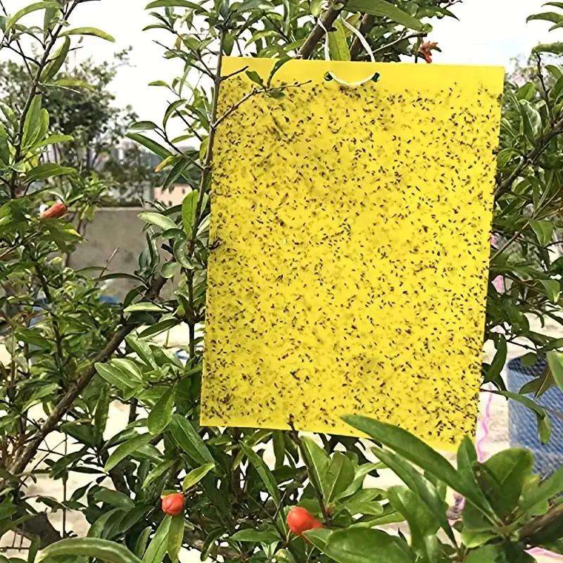 Strong Fruit Fly Traps Yellow Sticky Board Pack of 25pcs