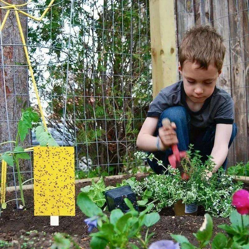 Strong Fruit Fly Traps Yellow Sticky Board Pack of 25pcs