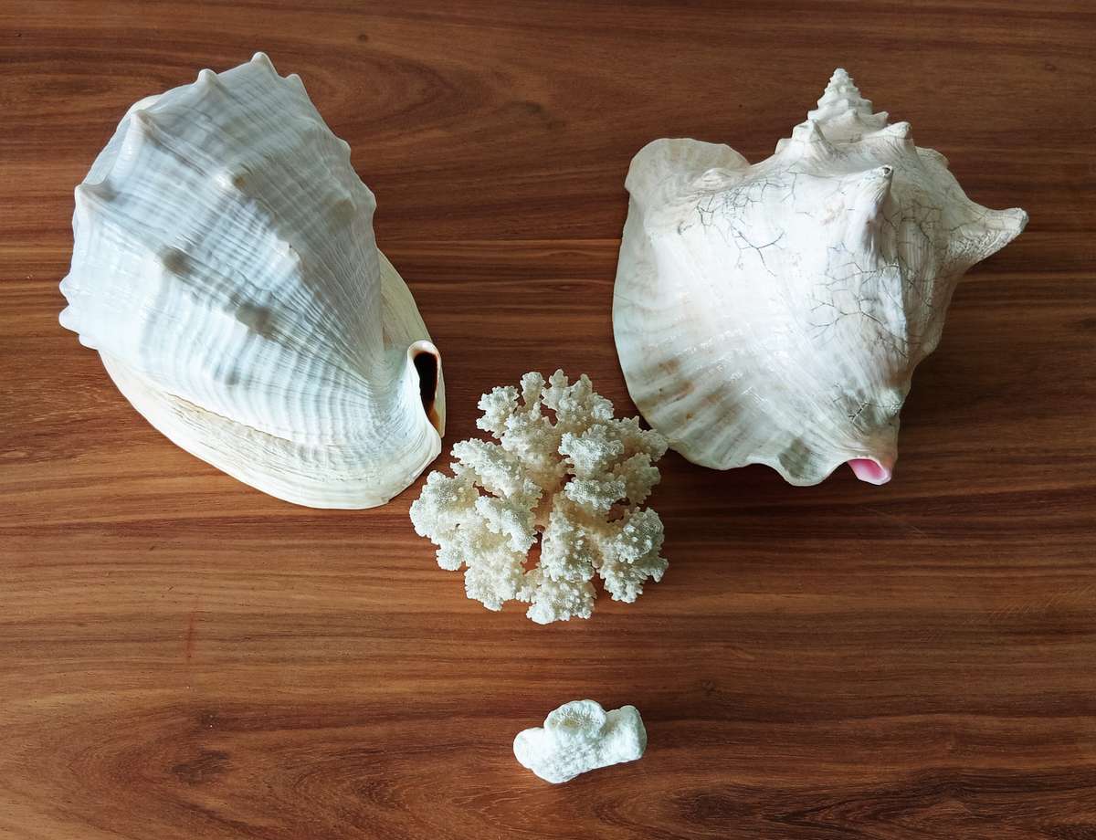 COLLECTION OF GENUINE LARGE BEAUTIFUL OCEAN SHELLS *SALES FOR MANY THOUSANDS*