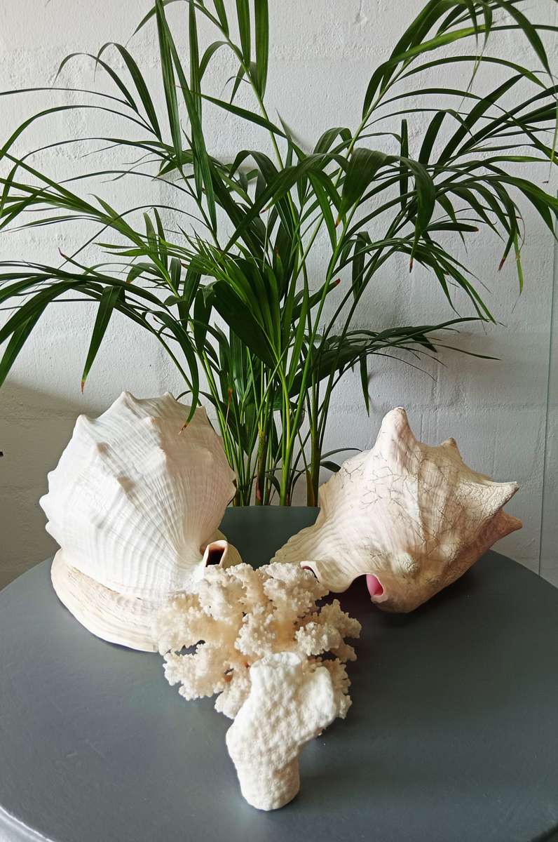 COLLECTION OF GENUINE LARGE BEAUTIFUL OCEAN SHELLS *SALES FOR MANY THOUSANDS*