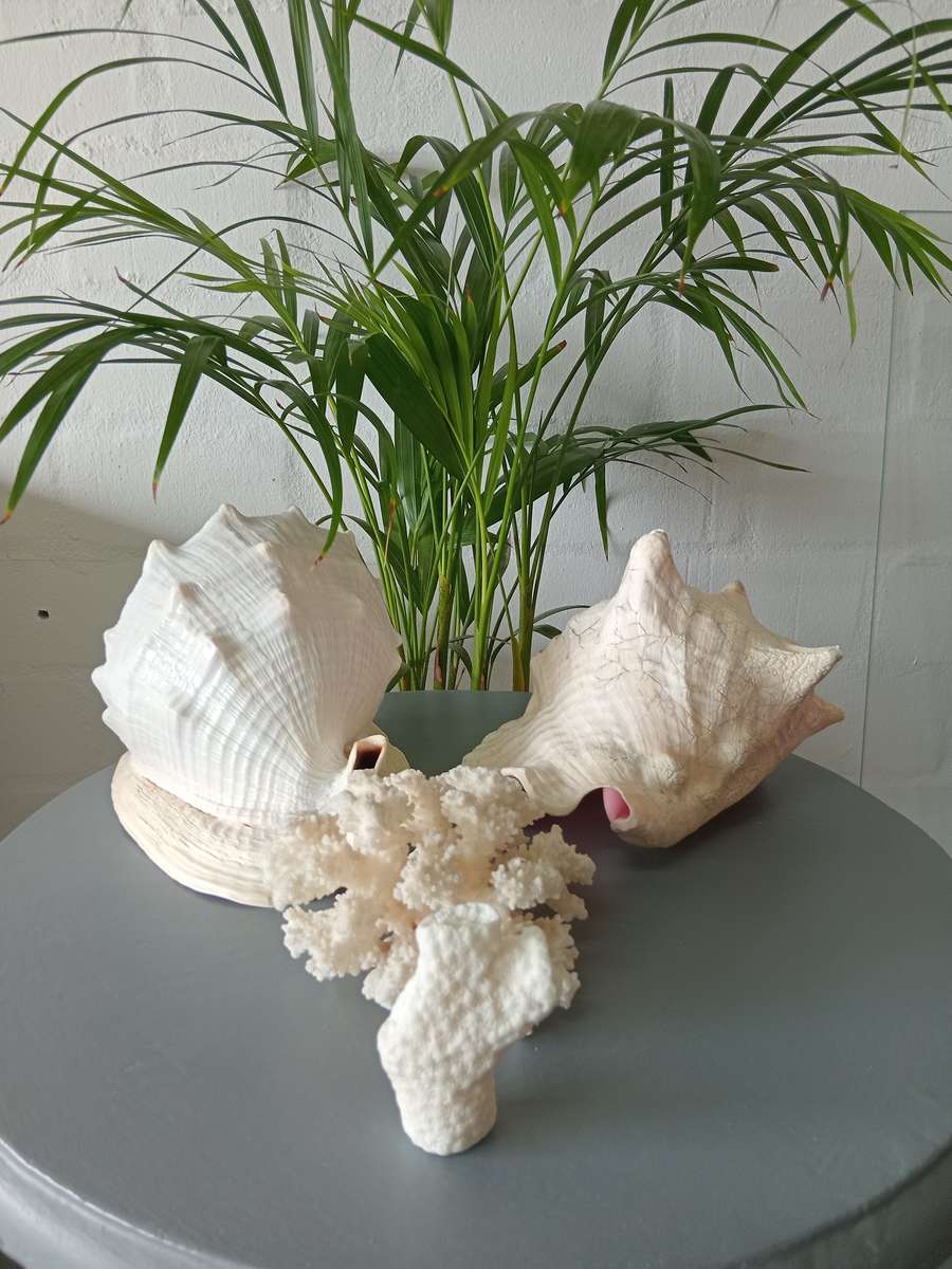 COLLECTION OF GENUINE LARGE BEAUTIFUL OCEAN SHELLS *SALES FOR MANY THOUSANDS*