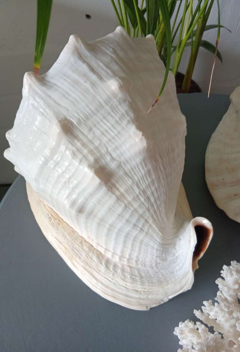 COLLECTION OF GENUINE LARGE BEAUTIFUL OCEAN SHELLS *SALES FOR MANY THOUSANDS*