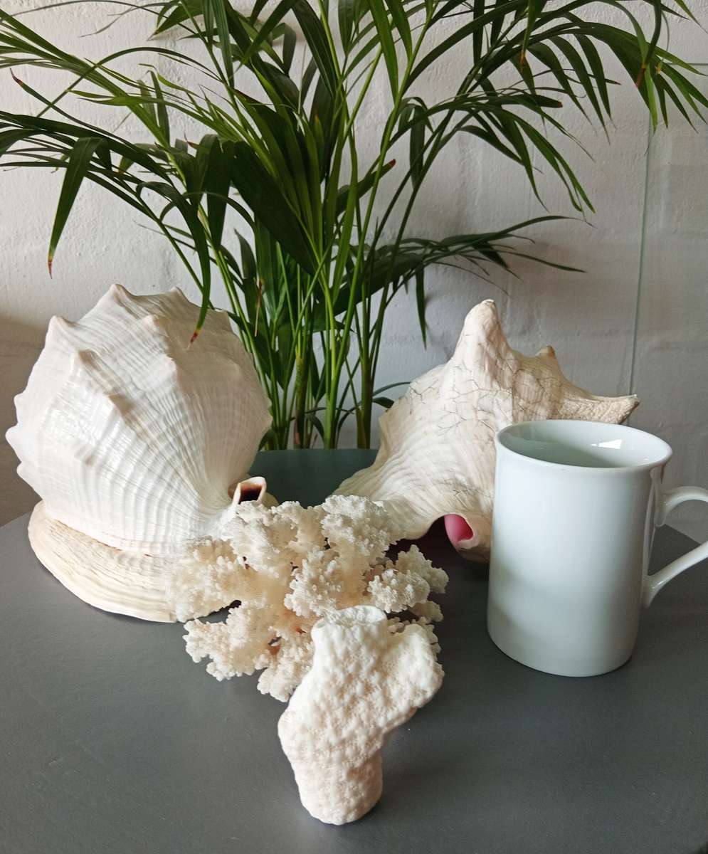 COLLECTION OF GENUINE LARGE BEAUTIFUL OCEAN SHELLS *SALES FOR MANY THOUSANDS*