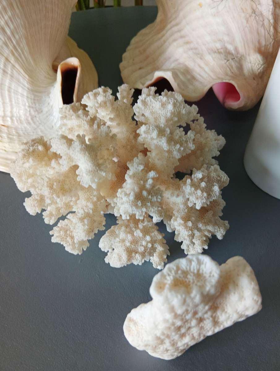 COLLECTION OF GENUINE LARGE BEAUTIFUL OCEAN SHELLS *SALES FOR MANY THOUSANDS*