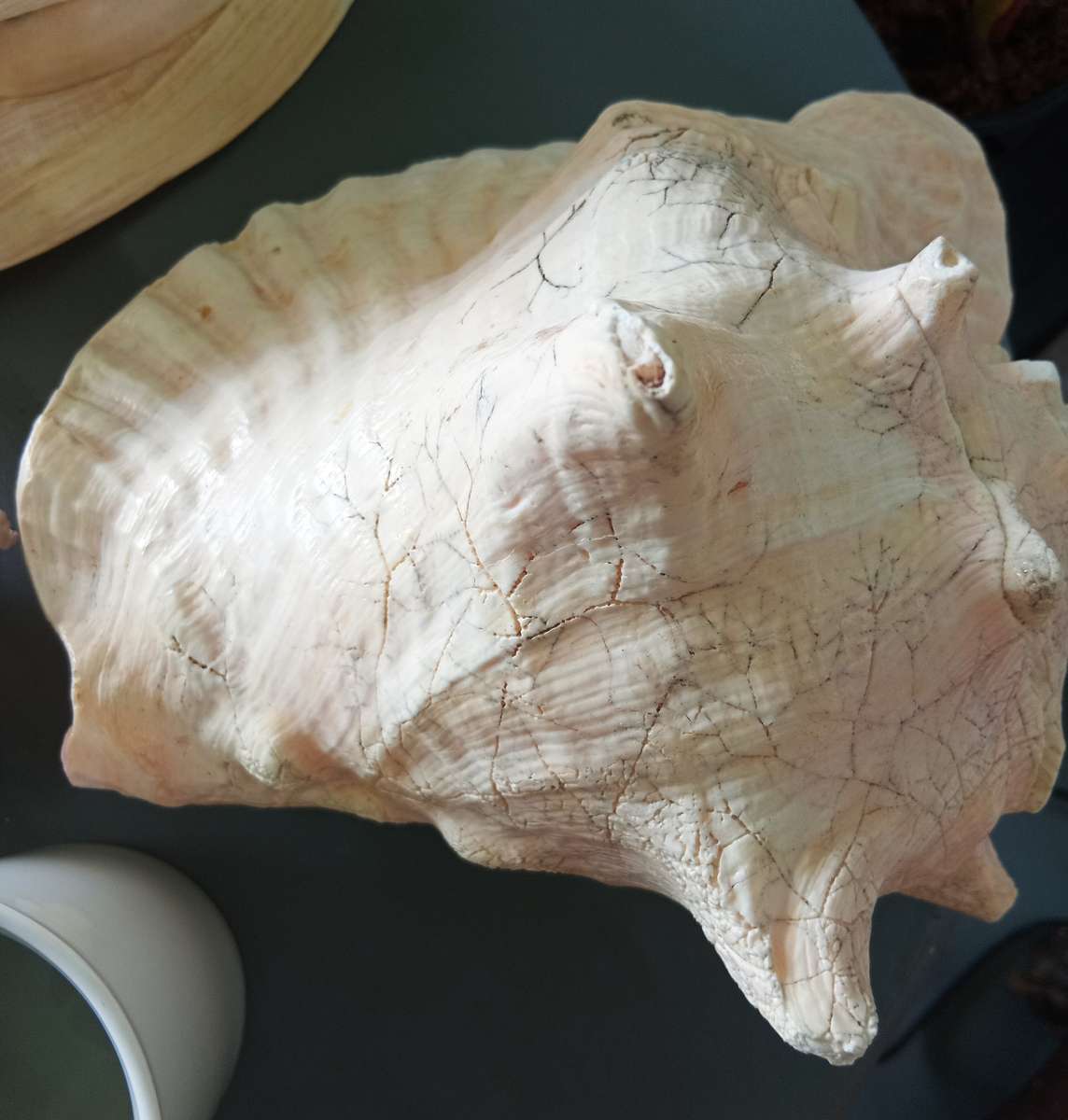 COLLECTION OF GENUINE LARGE BEAUTIFUL OCEAN SHELLS *SALES FOR MANY THOUSANDS*