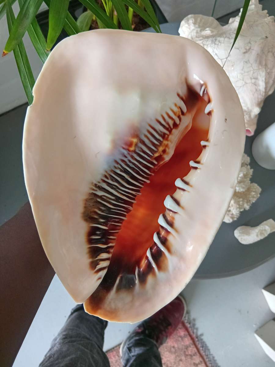COLLECTION OF GENUINE LARGE BEAUTIFUL OCEAN SHELLS *SALES FOR MANY THOUSANDS*