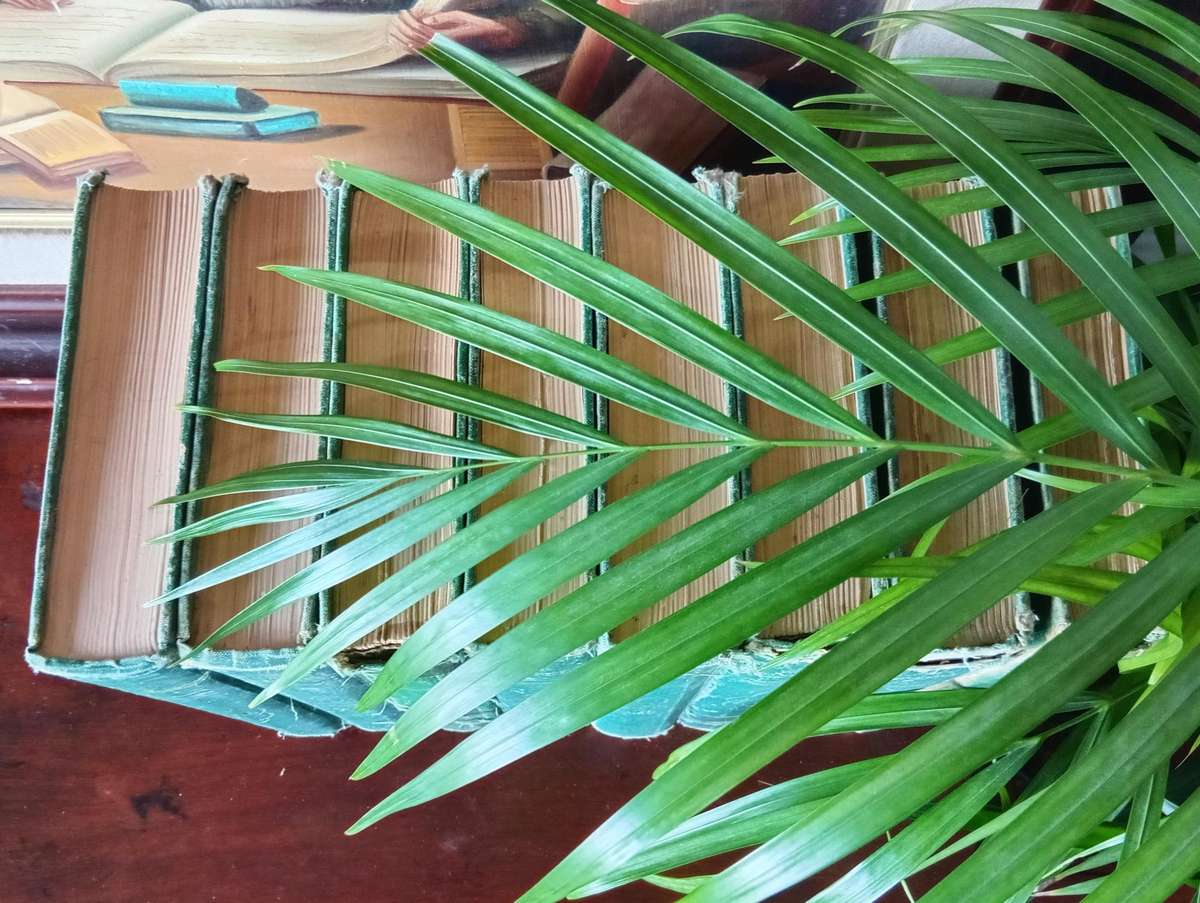 VINTAGE COLLECTION OF AFRIKAANS BOOKS ''DIE SKATKIS'' DEEL 1-8