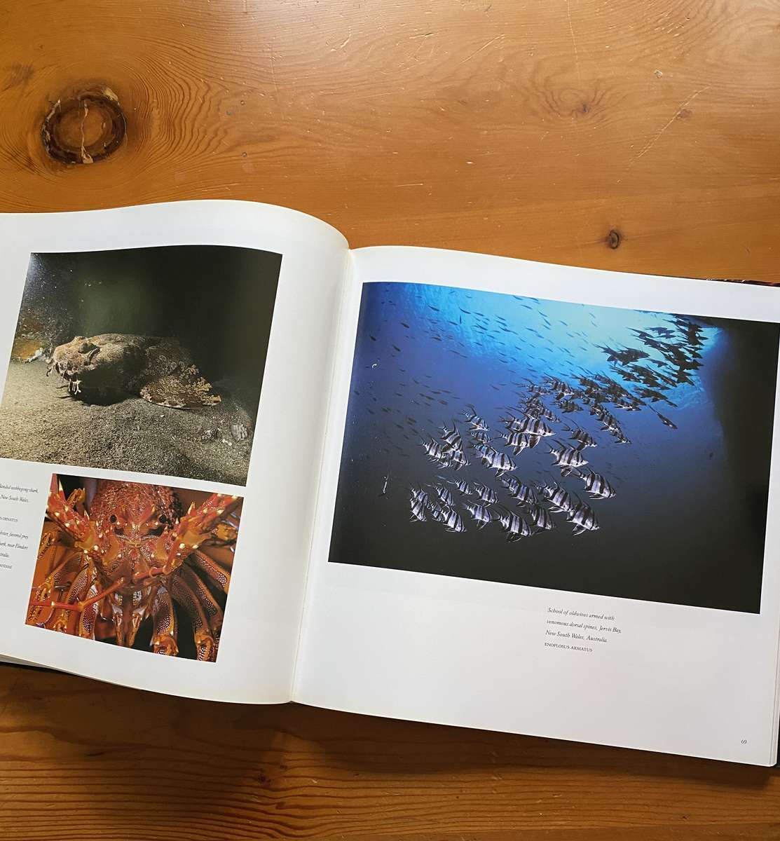 light In The Sea, Book