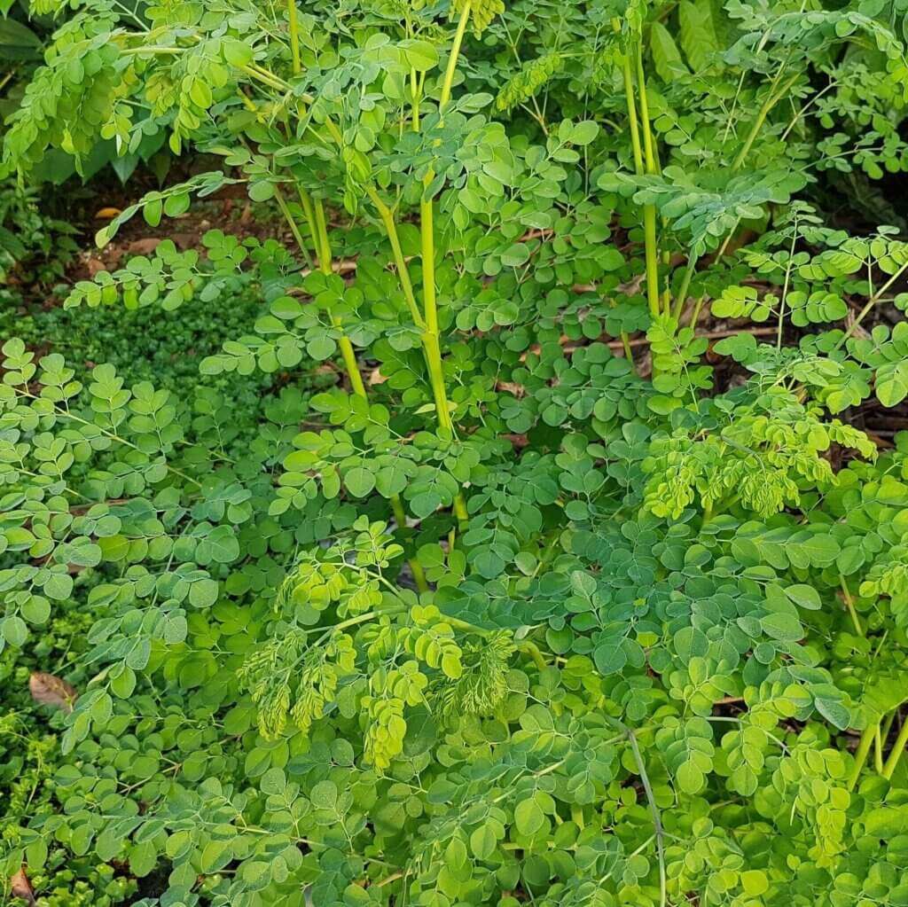 MORINGA CAPSULES (120)