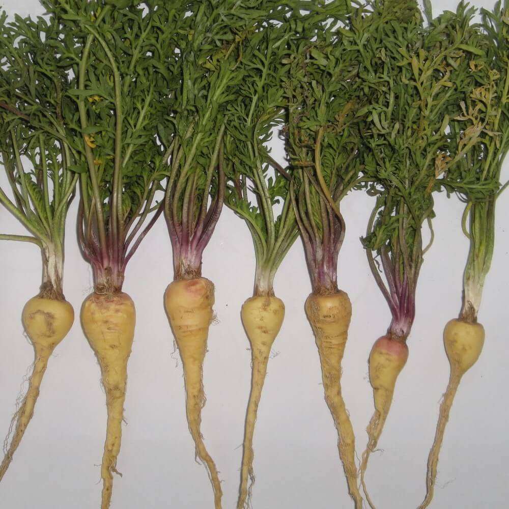 MACA ROOT CAPSULES (120)