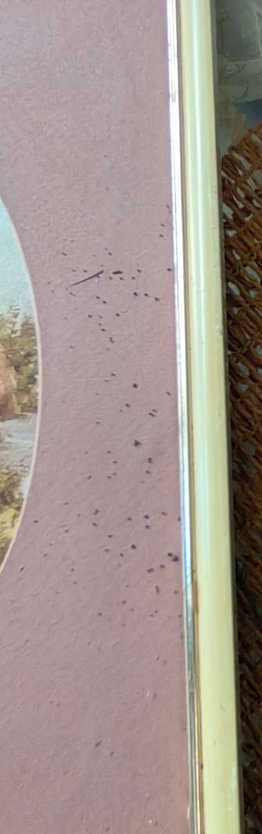 Malachi Malcolm Smith