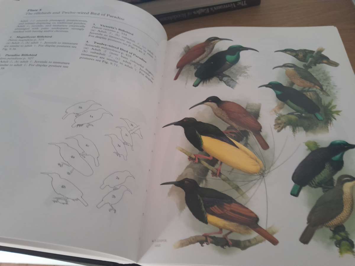 bird books - set of 12