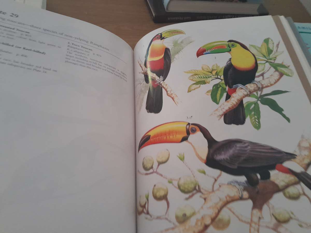 bird books - set of 12