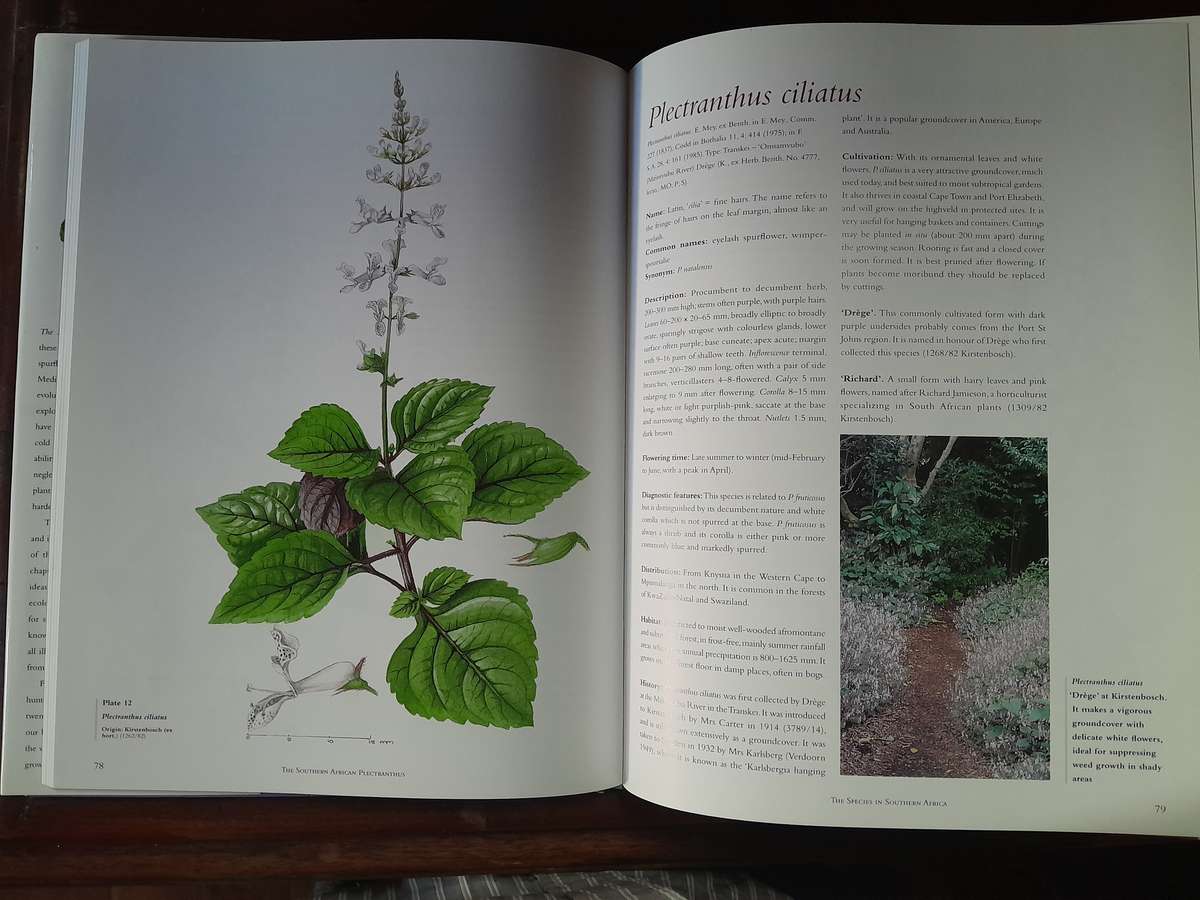 The Southern African Plectranthus