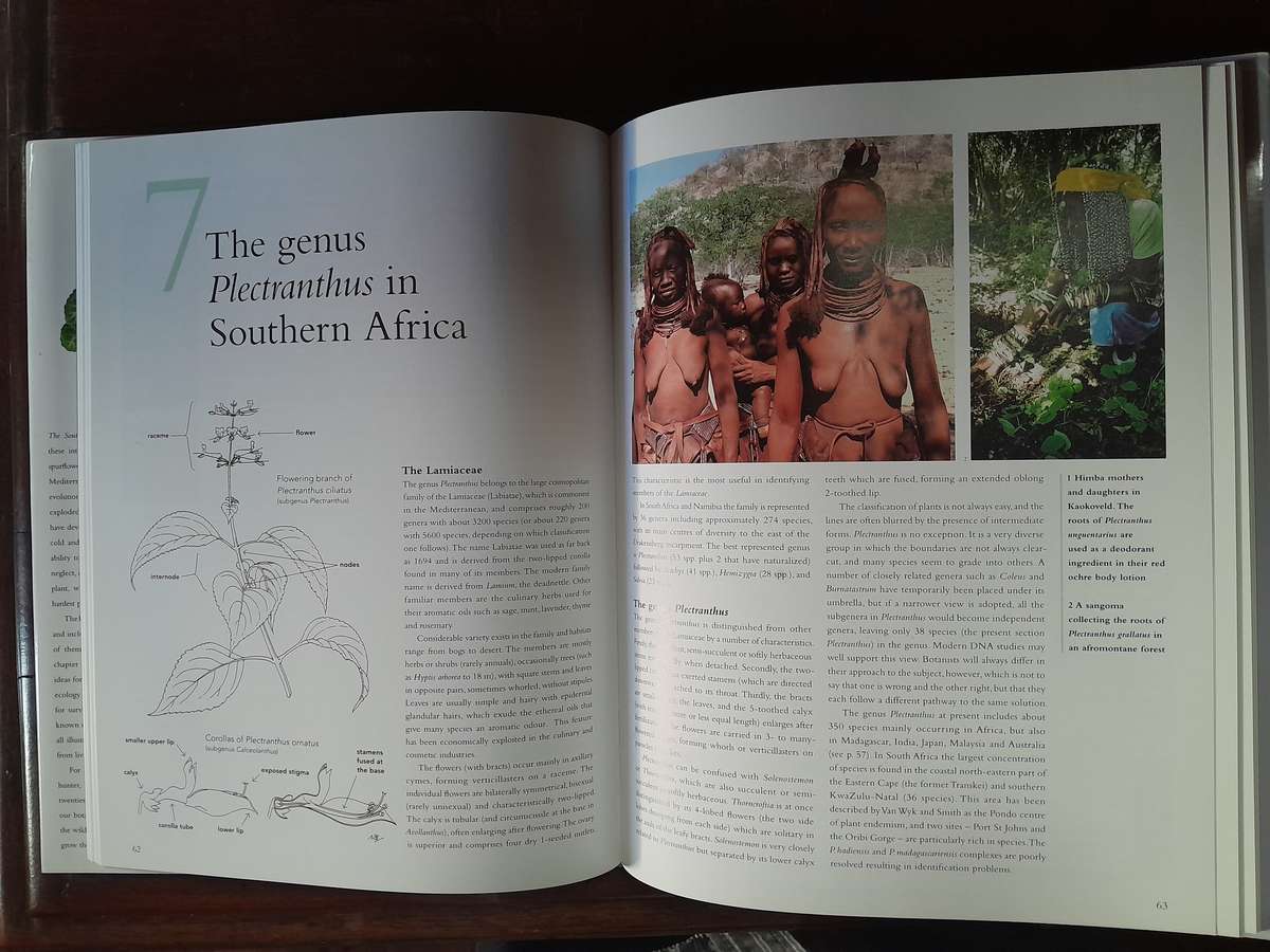 The Southern African Plectranthus