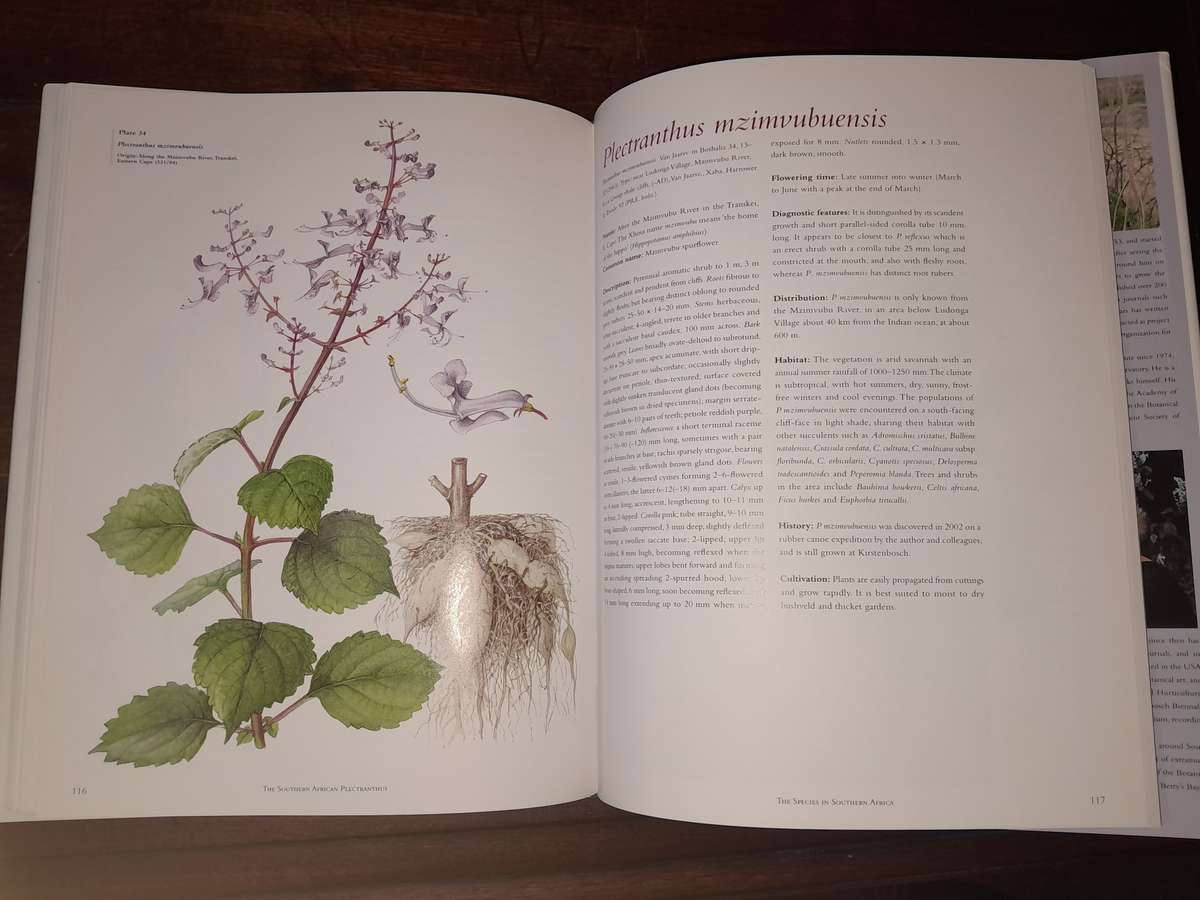 The Southern African Plectranthus