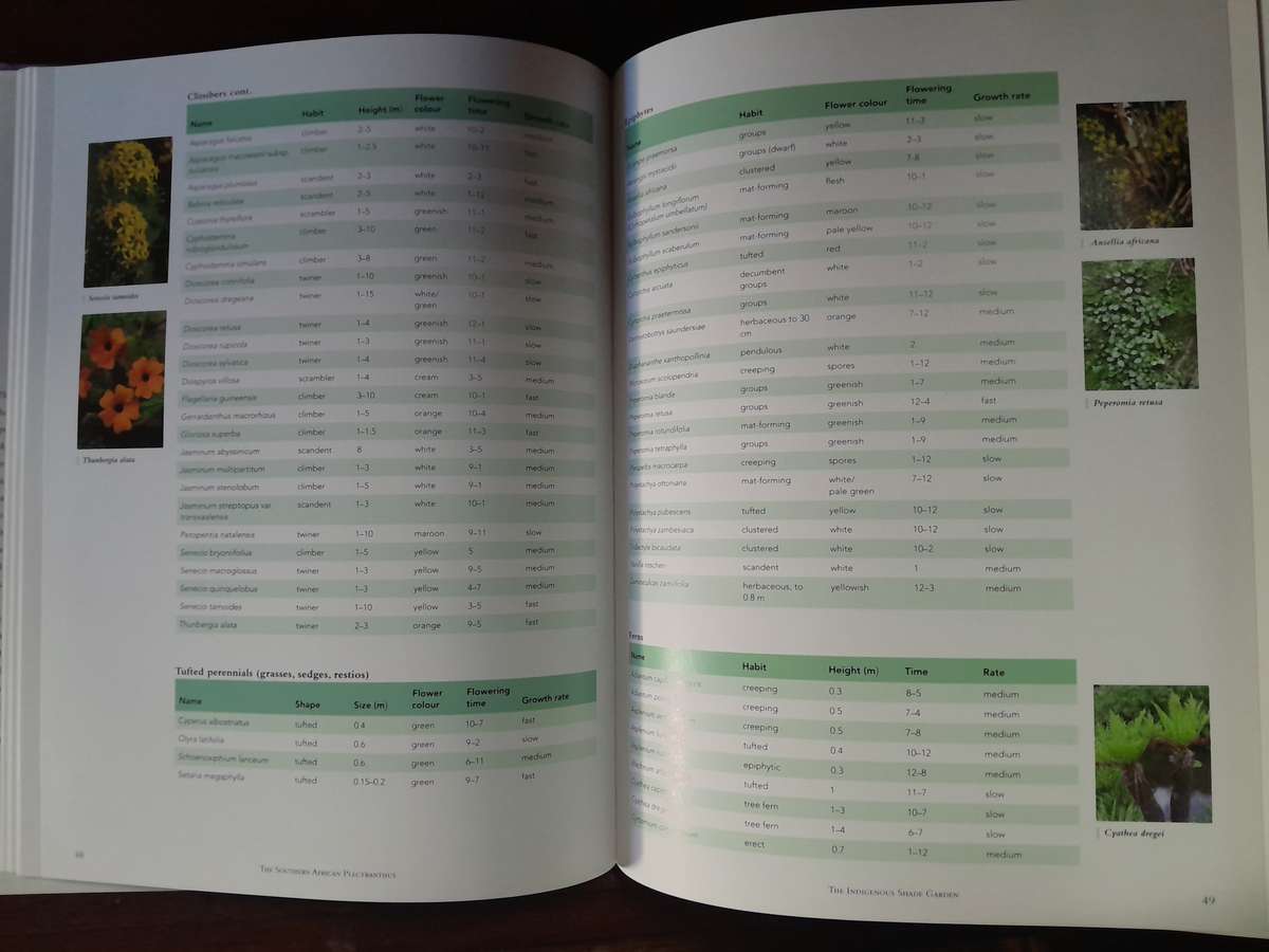 The Southern African Plectranthus