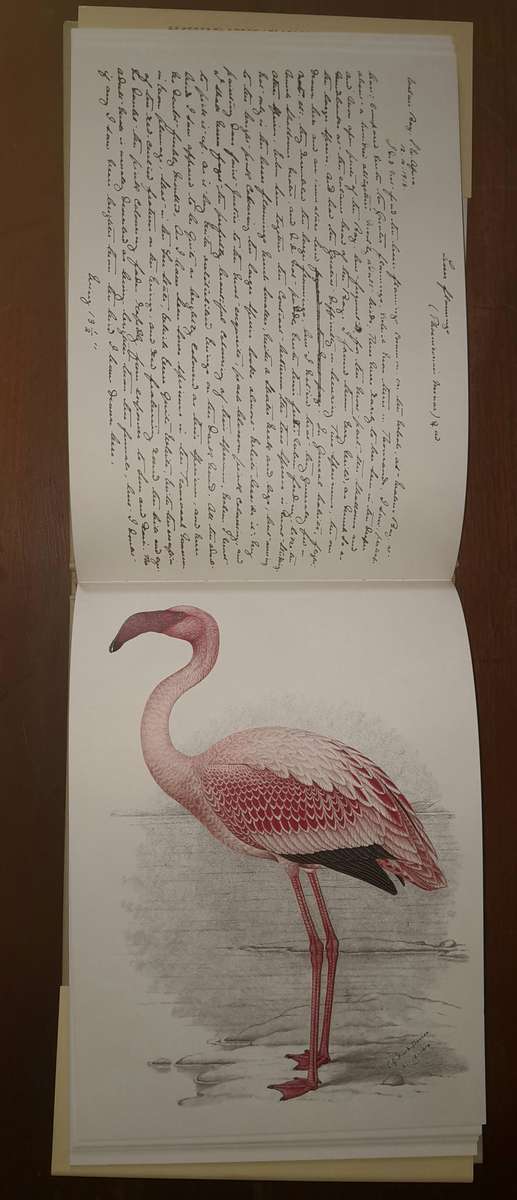 A Celebration of Birds - C.G. Finch-Davies