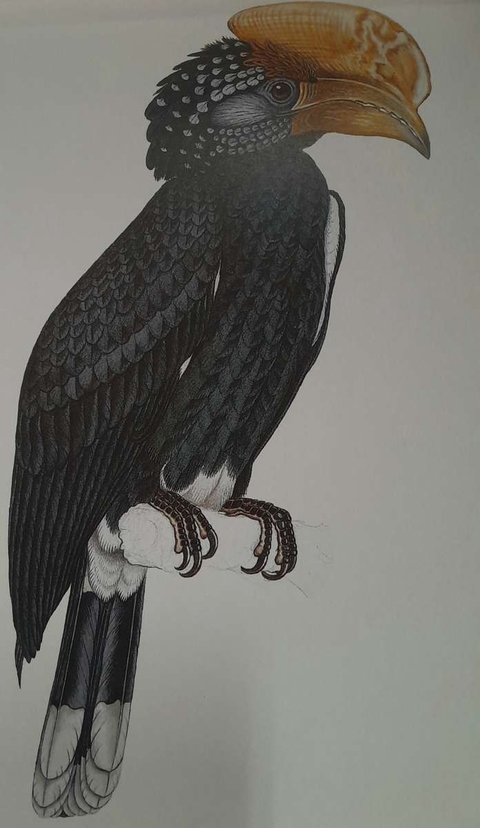 A Celebration of Birds - C.G. Finch-Davies