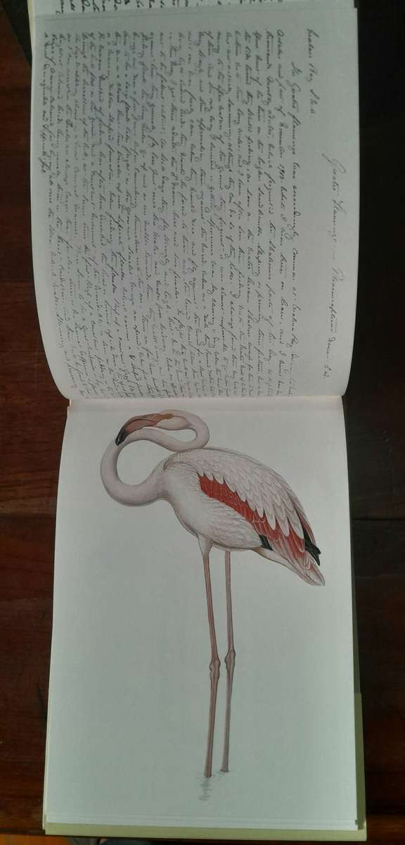 A Celebration of Birds - C.G. Finch-Davies