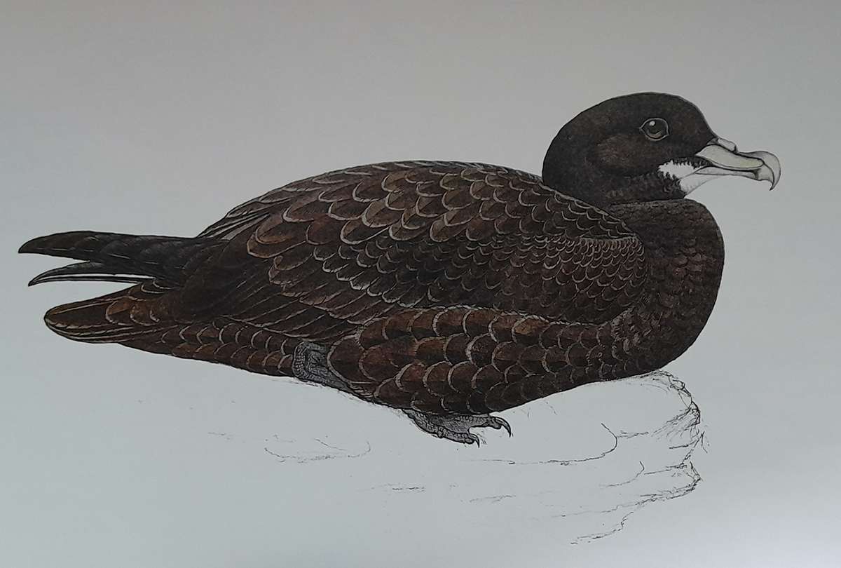 A Celebration of Birds - C.G. Finch-Davies