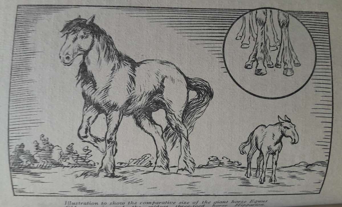 I Conclude - Convictions and Eperiences of a free-thinking Doctor and Hunter