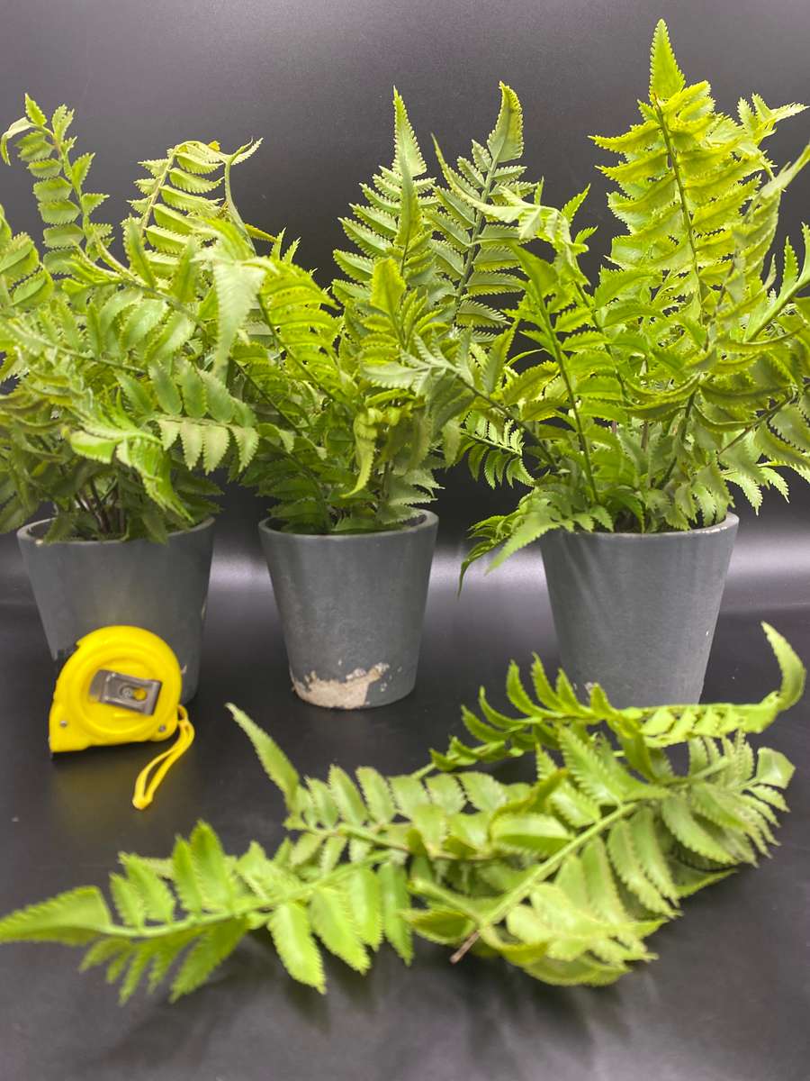 Artificial Fern Plants X3