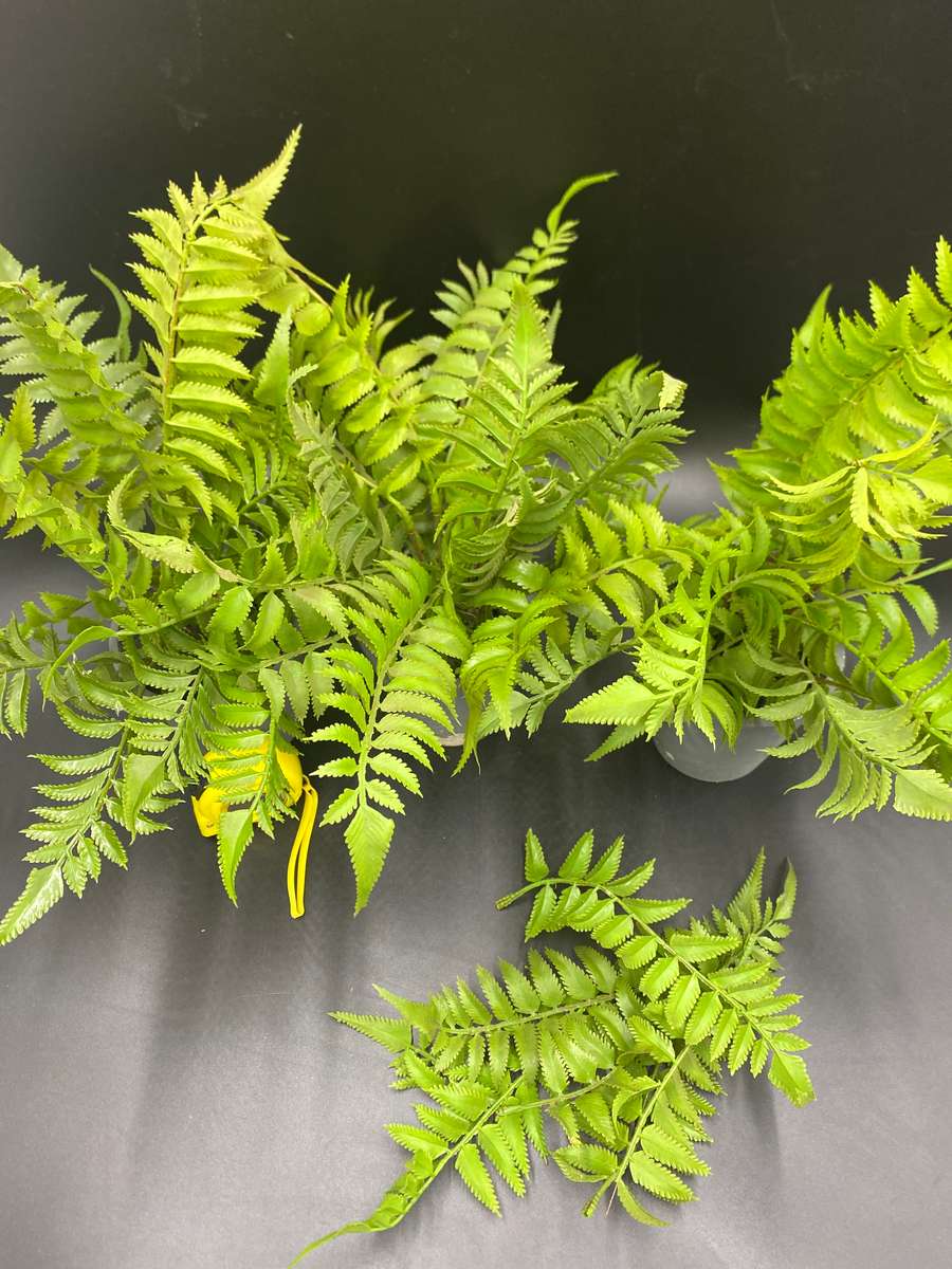 Artificial Fern Plants X3