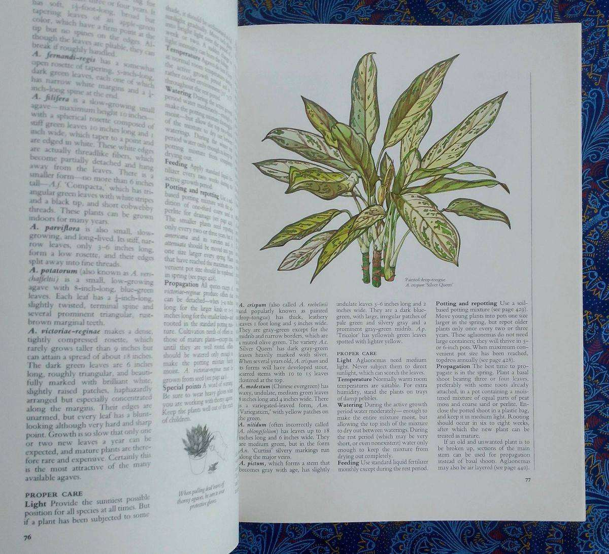 Reader's Digest Success with House Plants