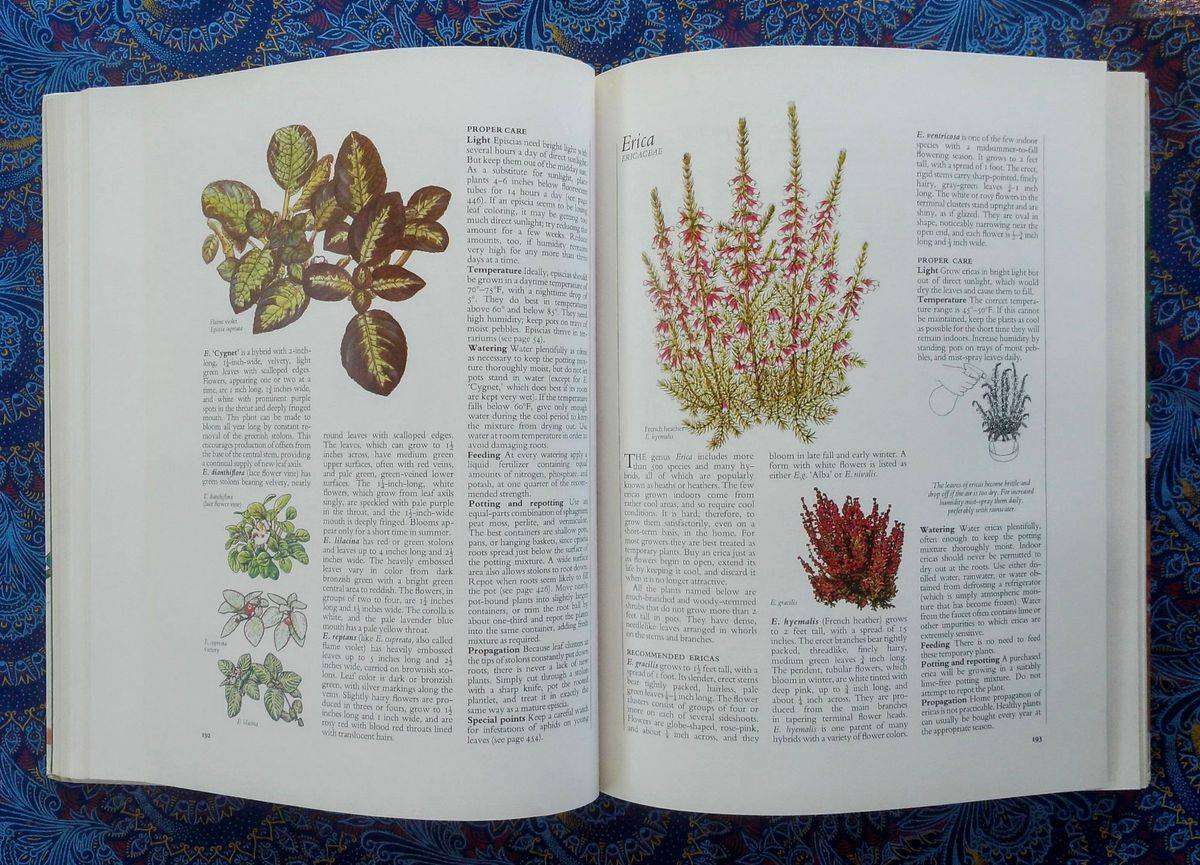 Reader's Digest Success with House Plants