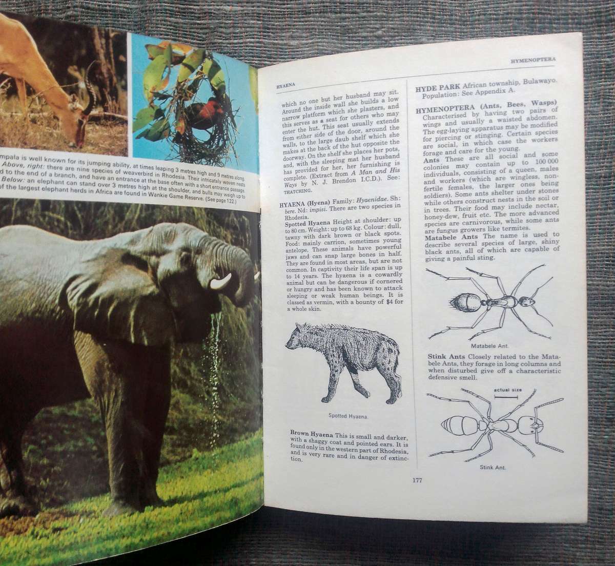 Encyclopaedia Rhodesia edited by Mary Akers