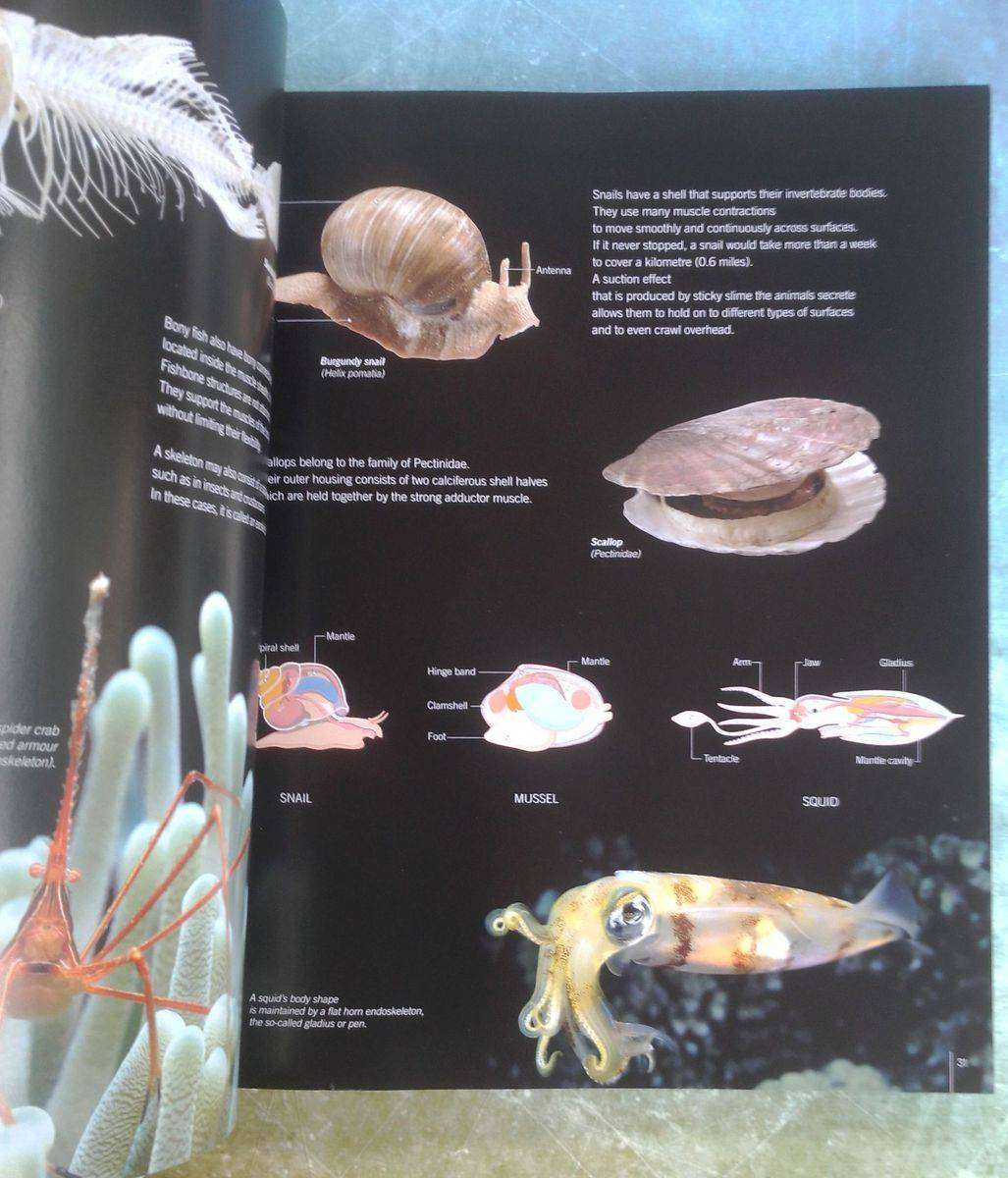 Body Worlds - Animals Inside Out