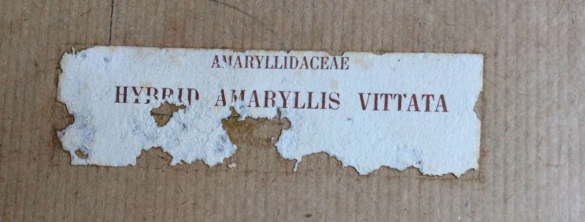 Set of Two Botanic Paintings - Framed behind Glass