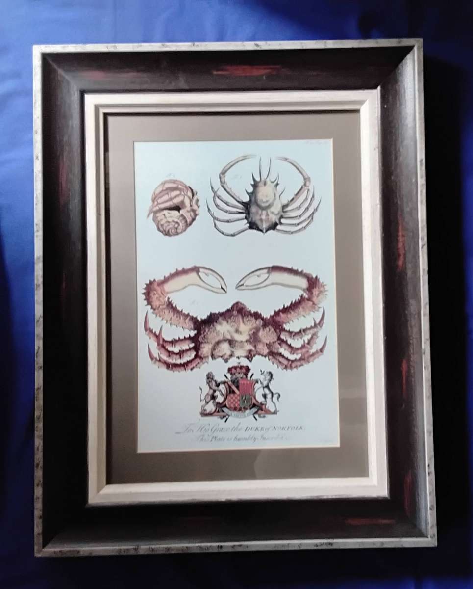 Framed Illustration Plate Print - A Natural History of Barbados