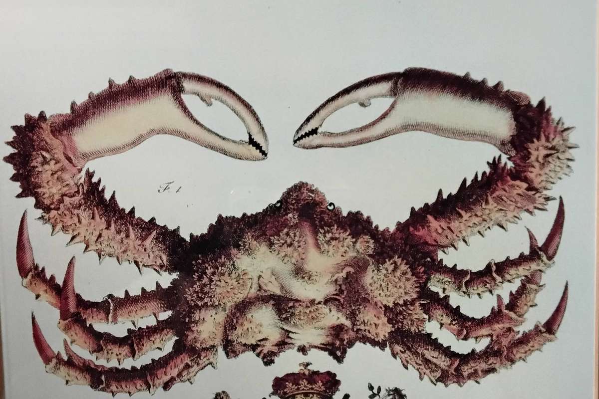 Framed Illustration Plate Print - A Natural History of Barbados