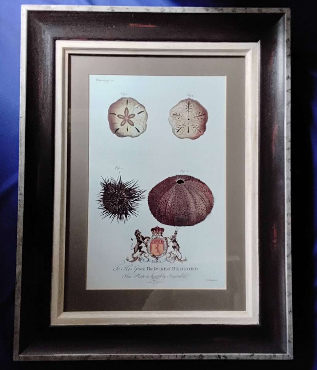 Framed Illustration Plate Print - A Natural History of Barbados