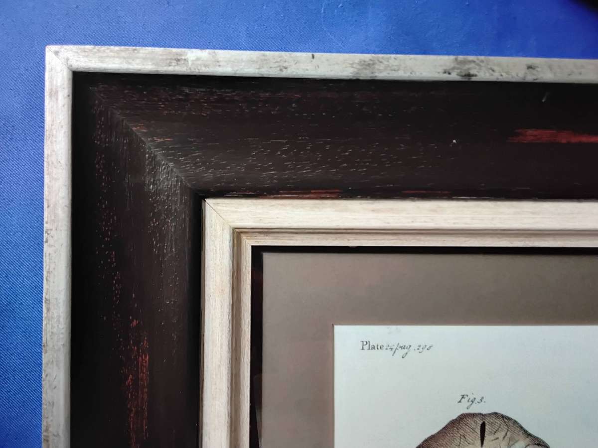 Framed Illustration Plate Print - A Natural History of Barbados