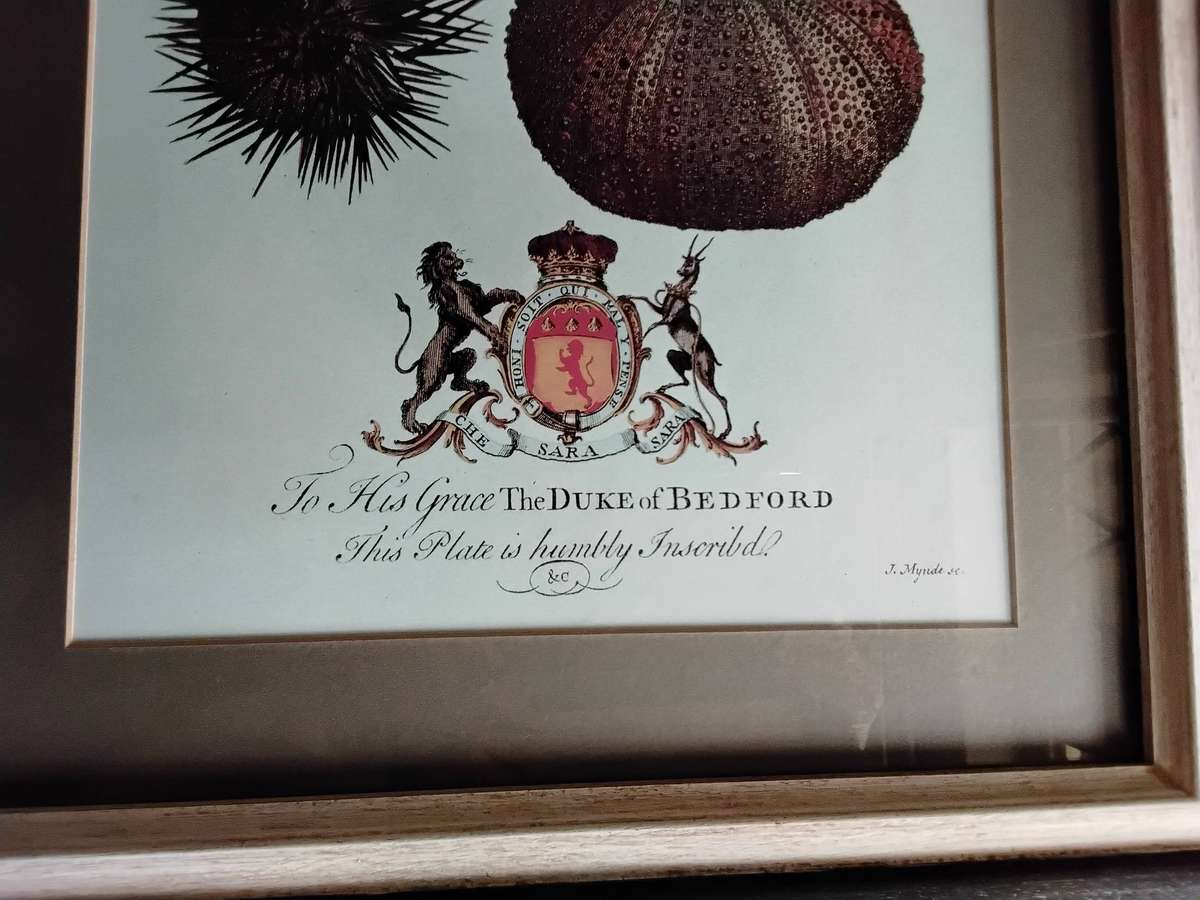 Framed Illustration Plate Print - A Natural History of Barbados