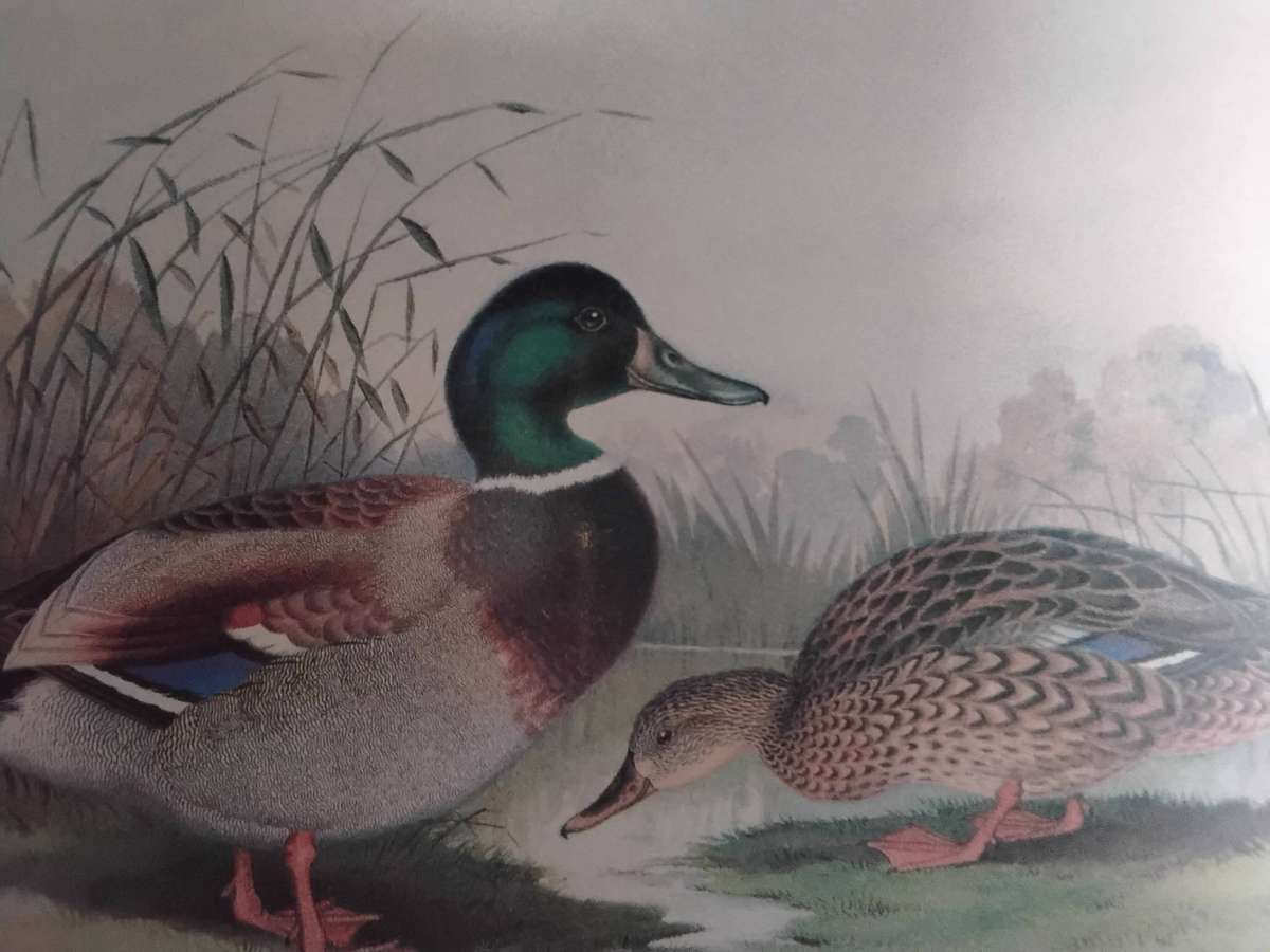 Set of Three Vintage Duck Lithographic Prints