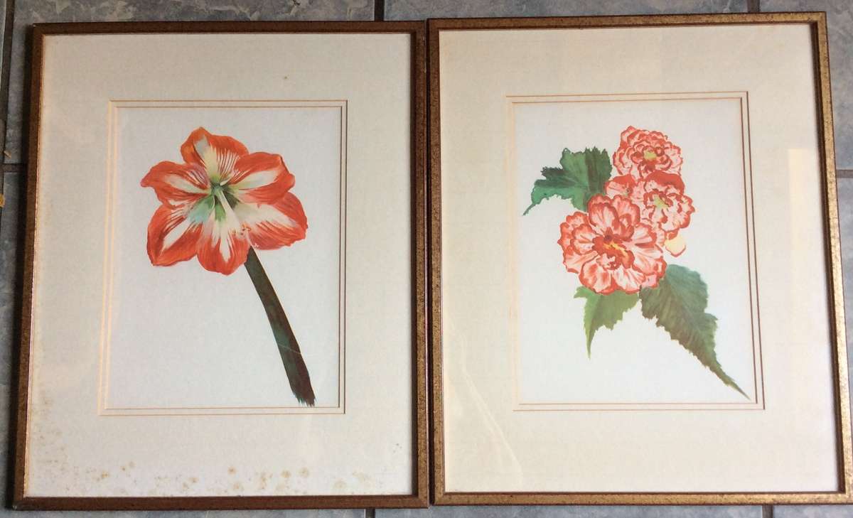 Set of Two Botanic Paintings - Framed behind Glass