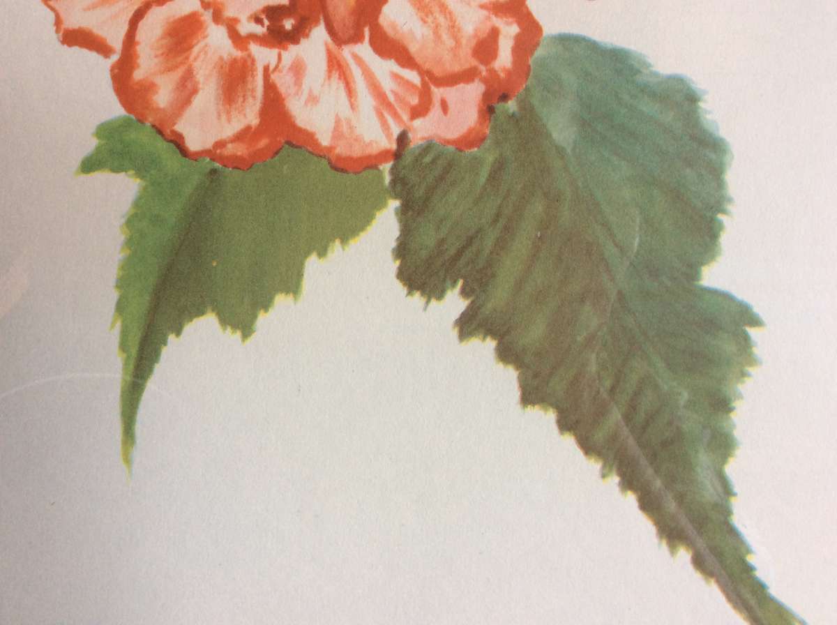 Set of Two Botanic Paintings - Framed behind Glass