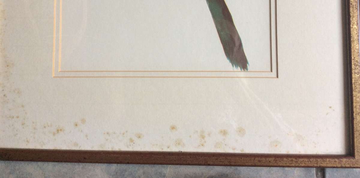 Set of Two Botanic Paintings - Framed behind Glass