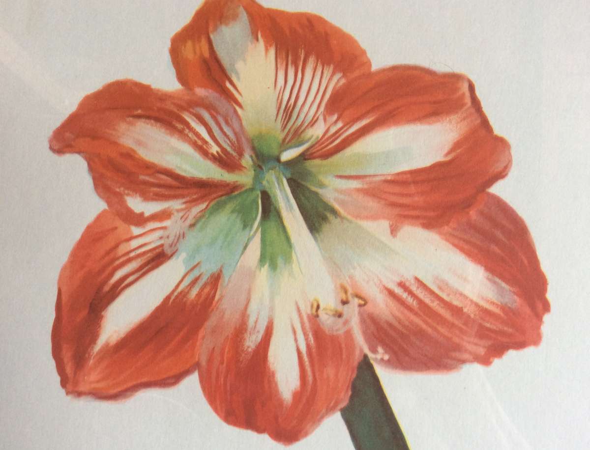 Set of Two Botanic Paintings - Framed behind Glass