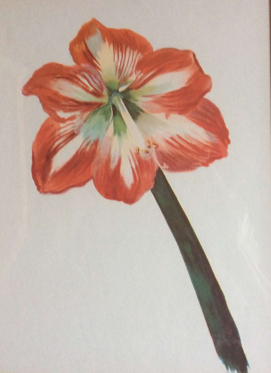 Set of Two Botanic Paintings - Framed behind Glass