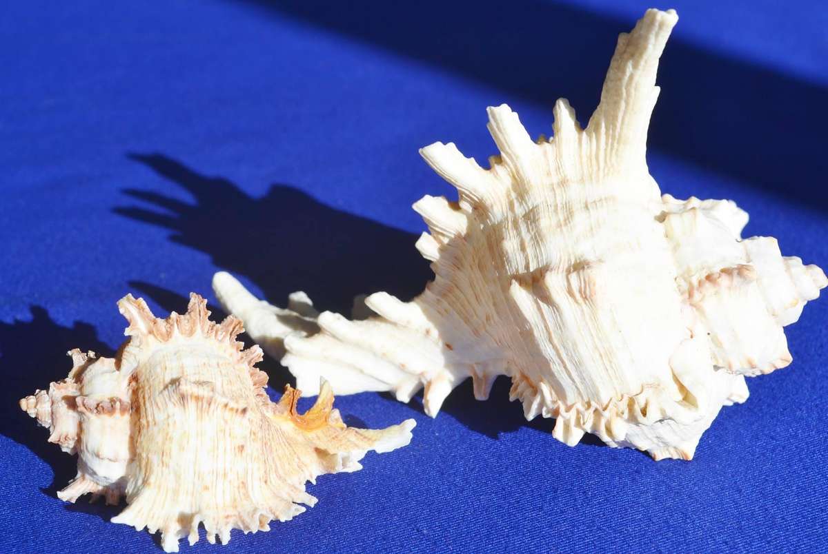 Natural Sea Shells - Chicoreus Ramosus
