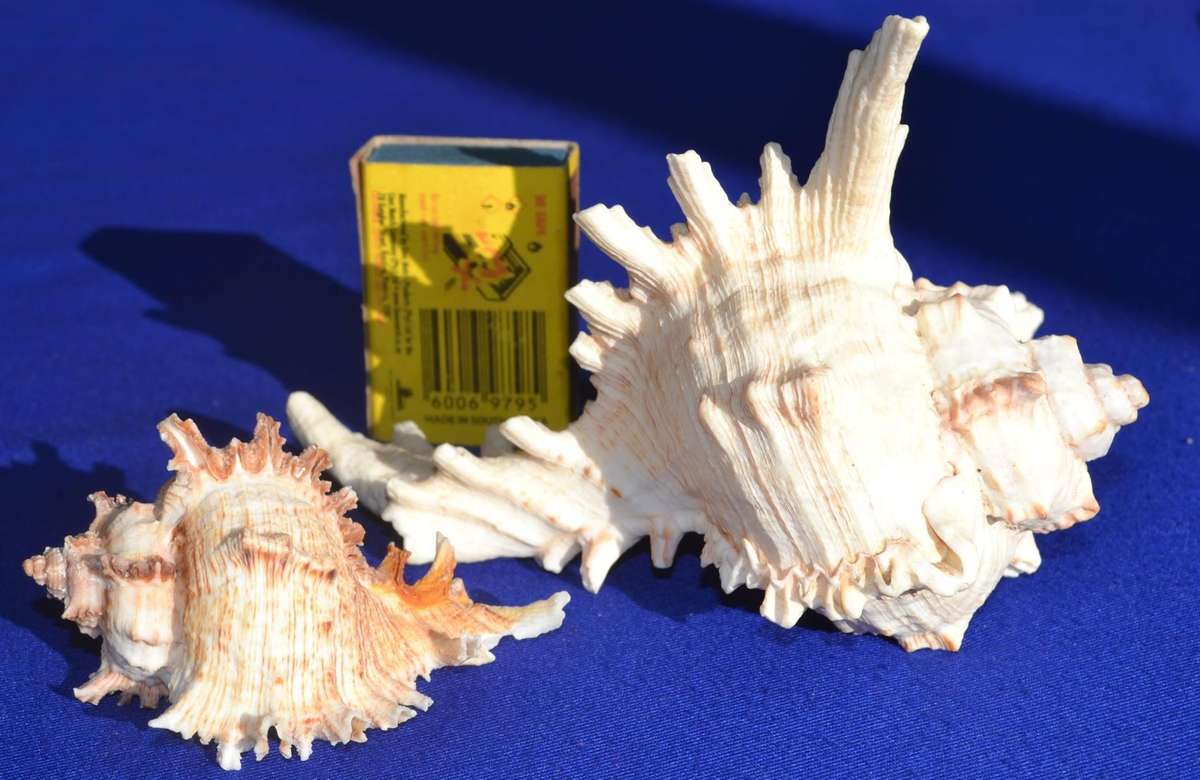 Natural Sea Shells - Chicoreus Ramosus