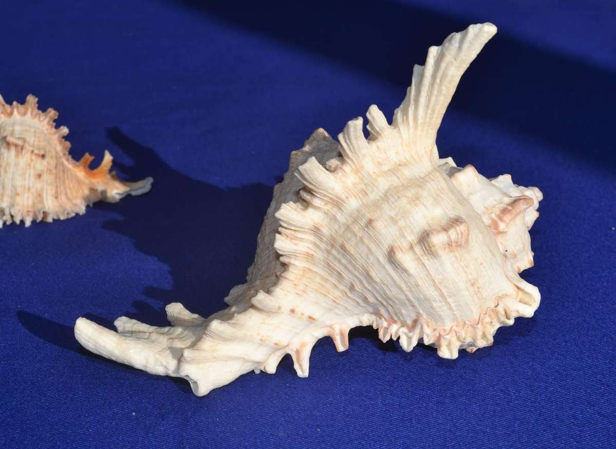 Natural Sea Shells - Chicoreus Ramosus